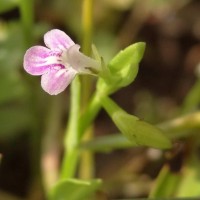 Bonnaya veronicifolia (Retz.) Spreng.